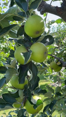 Preview: Ribston Pepping Apfel Foto 2